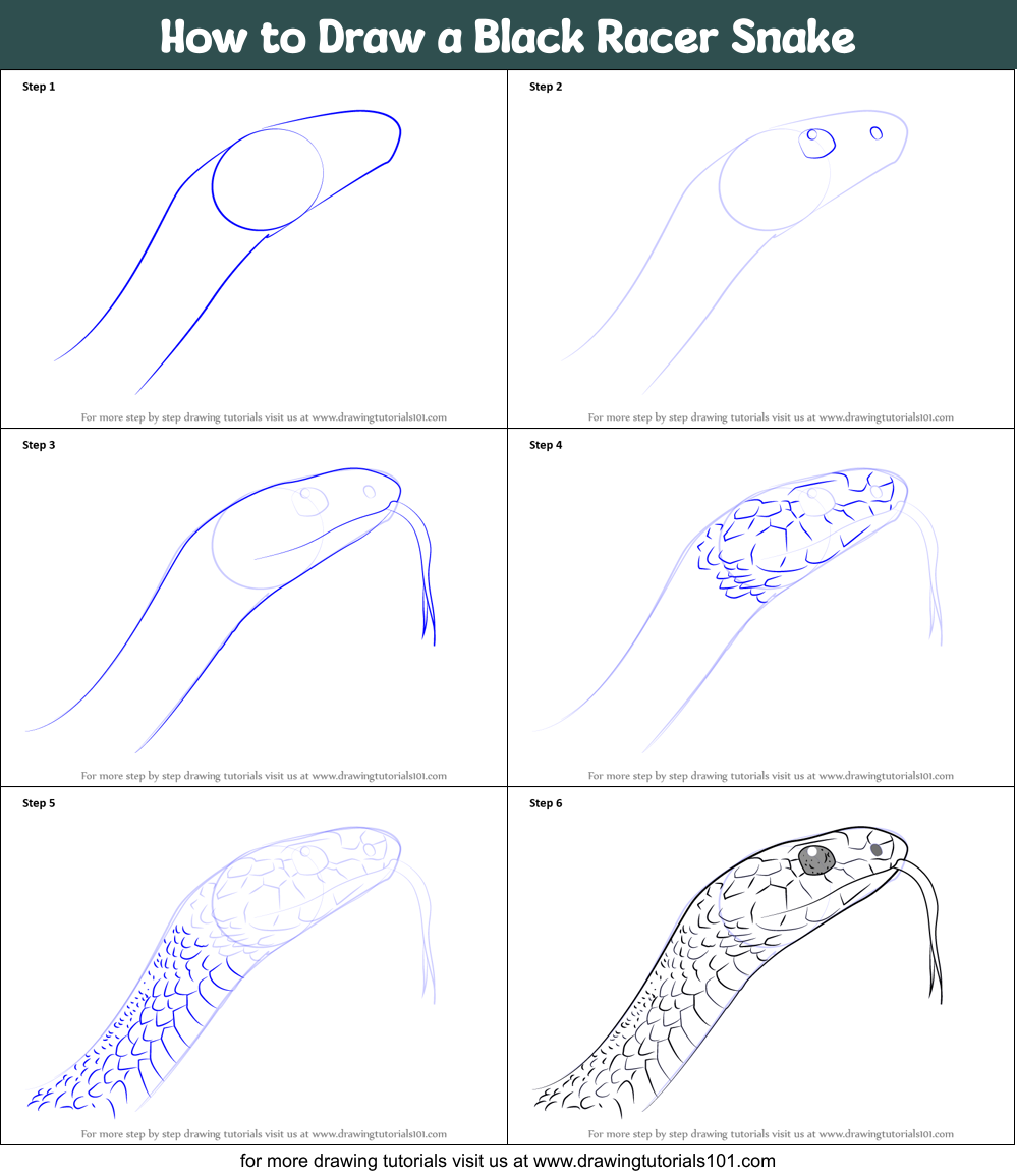 How to Draw a Black Racer Snake Printable Step by Step