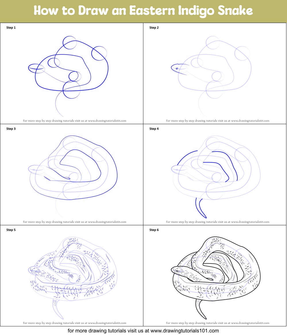How to Draw an Eastern Indigo Snake Printable Step by Step