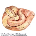 How to Draw a Golden Lancehead