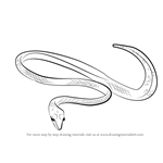 How to Draw a Green Vine Snake