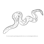 How to Draw a Kenyan Sand Boa