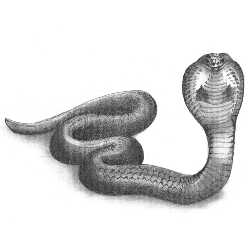 Snake Pencil Drawing - How to Sketch Snake using Pencils