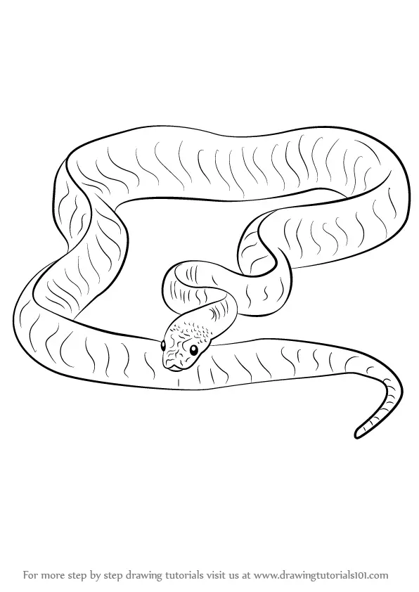 Learn How to Draw a Sand Python (Snakes) Step by Step : Drawing Tutorials