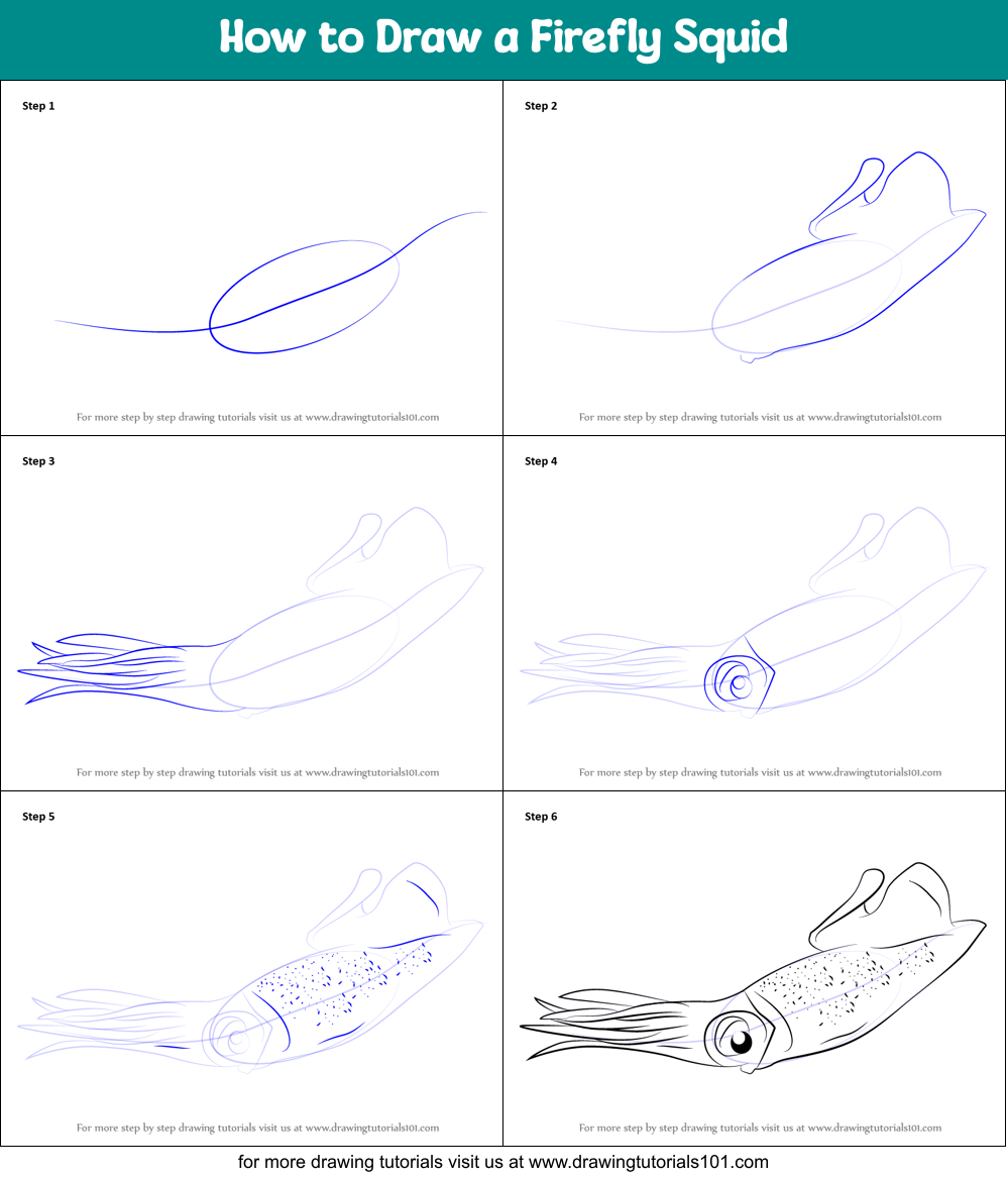 How to Draw a Firefly Squid Printable Step by Step