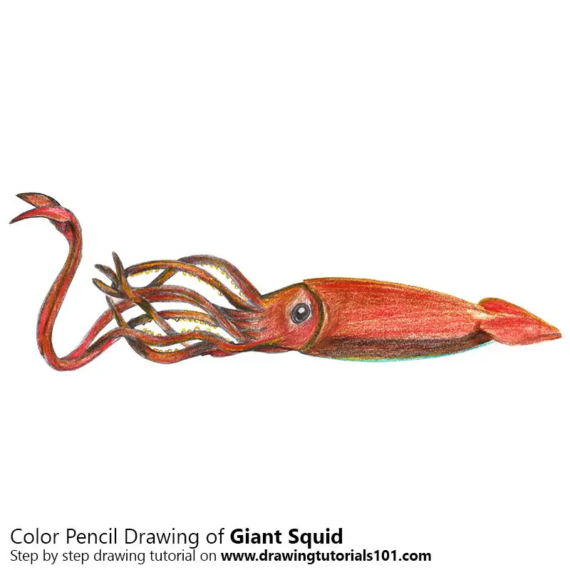 Giant Squid Color Pencil Drawing