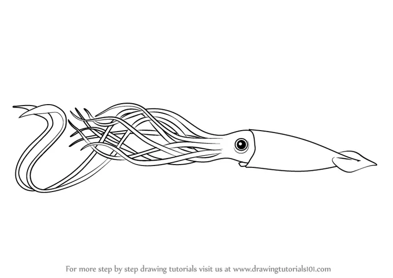 Learn How to Draw a Giant Squid (Squids) Step by Step : Drawing Tutorials