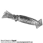 How to Draw a Squid