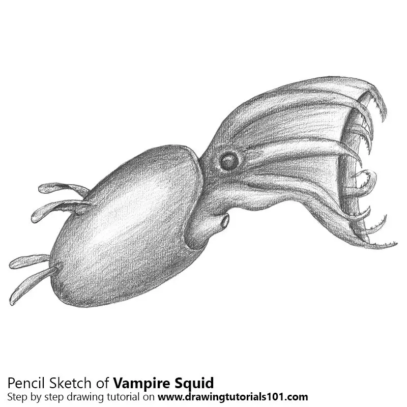 Pencil Sketch of Vampire squid - Pencil Drawing