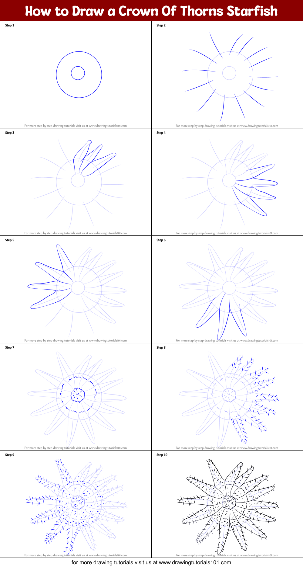 How to Draw a Crown Of Thorns Starfish Printable Step by Step