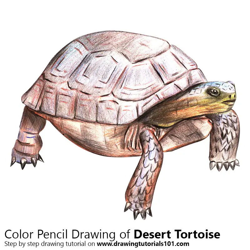 New Tortoise Sketch Drawing for Beginner