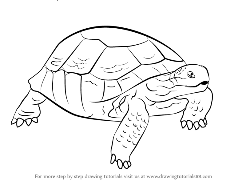 Step by Step How to Draw a Desert Tortoise