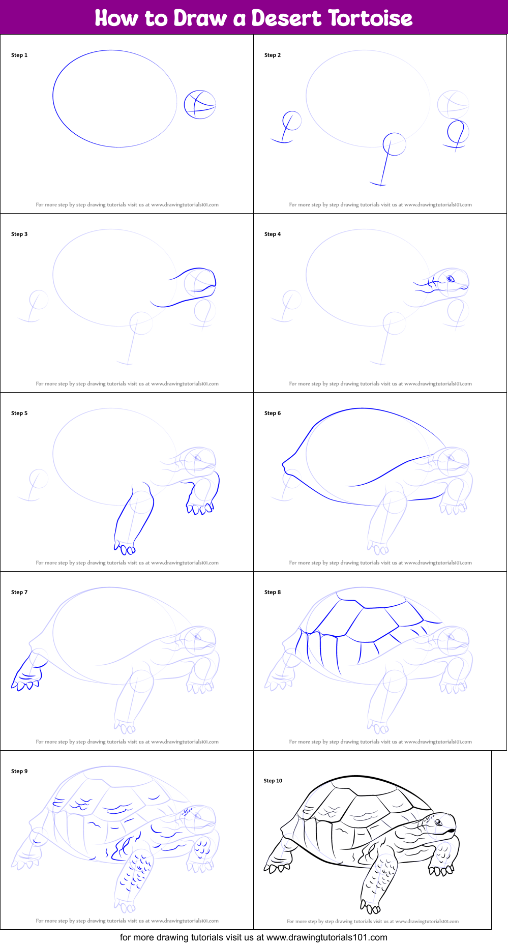 How to Draw a Desert Tortoise Printable Step by Step
