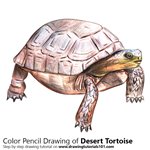 How to Draw a Desert Tortoise