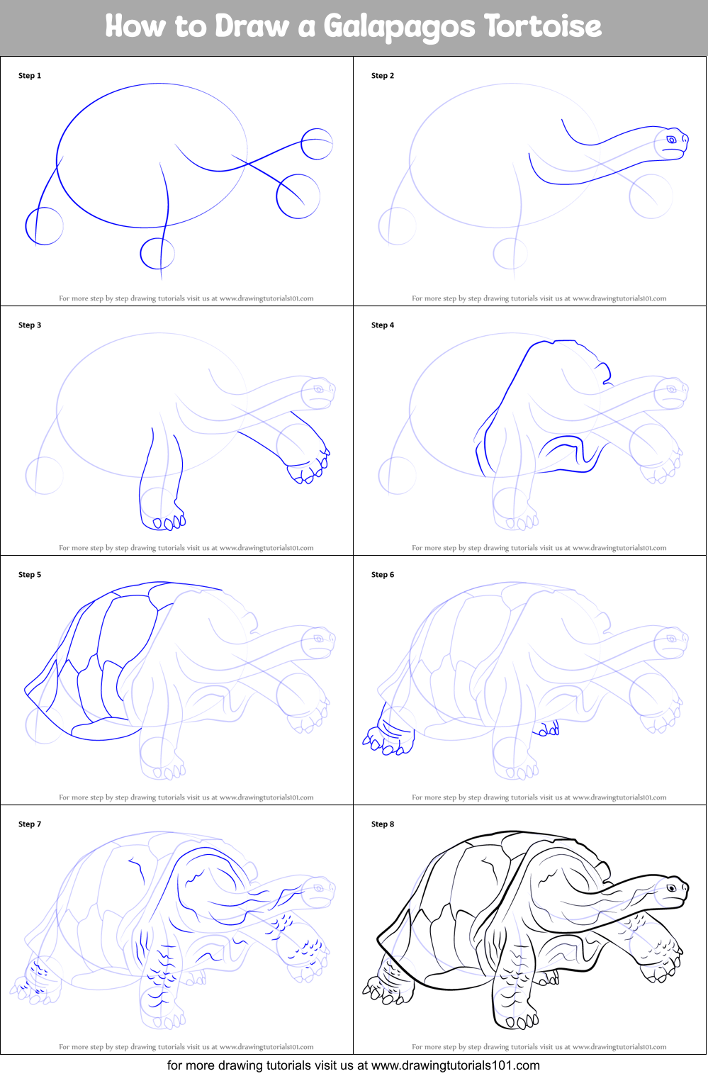 How to Draw a Galapagos Tortoise Printable Step by Step