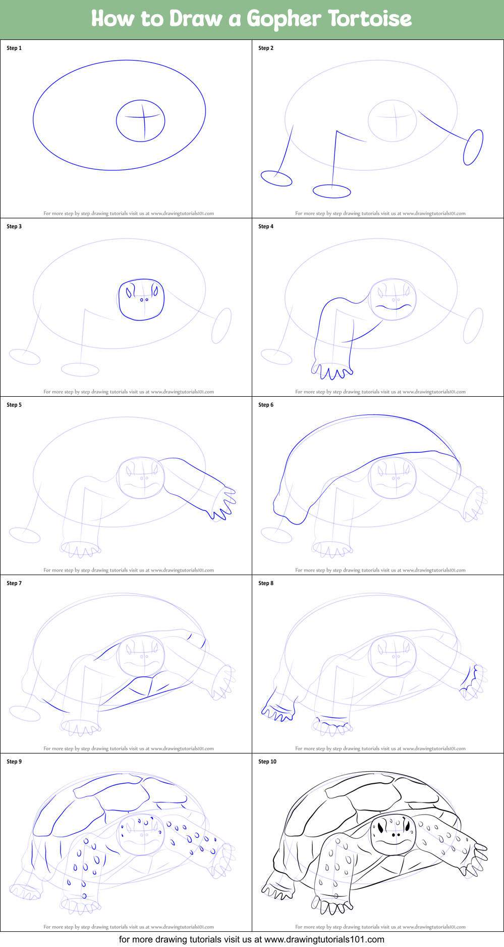 How to Draw a Gopher Tortoise Printable Step by Step