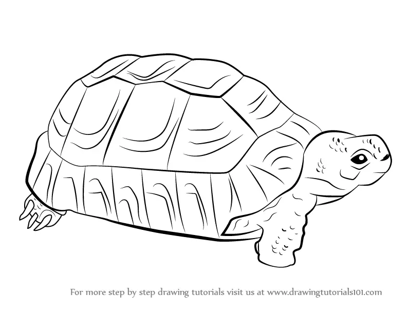 How to Draw a Greek Tortoise (Turtles and Tortoises) Step by Step ...