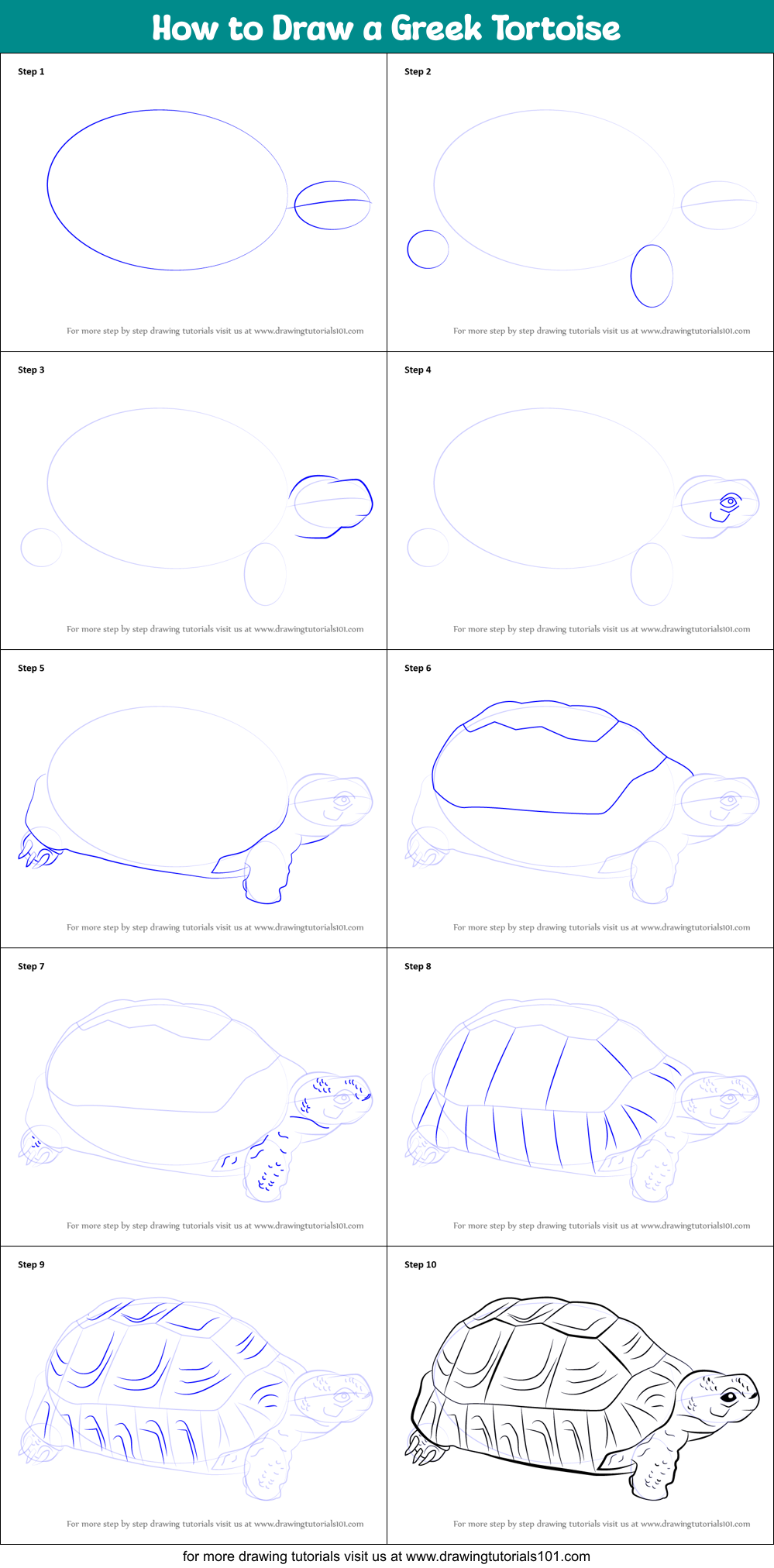 How to Draw a Greek Tortoise Printable Step by Step