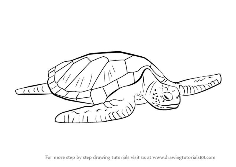 How to Draw a Sea Turtle : Easy Step-By-Step Tutorial