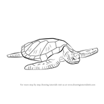 How to Draw a Green Turtle