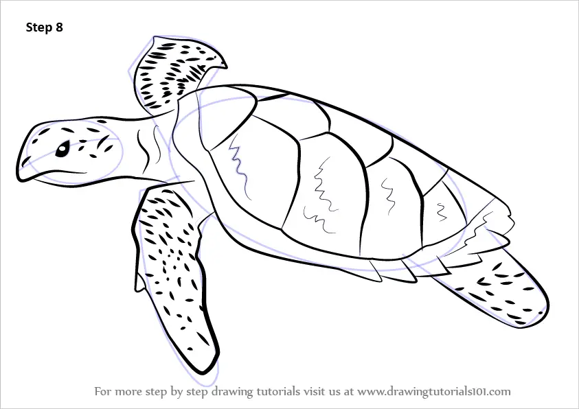 Outline hawksbill turtle drawing.