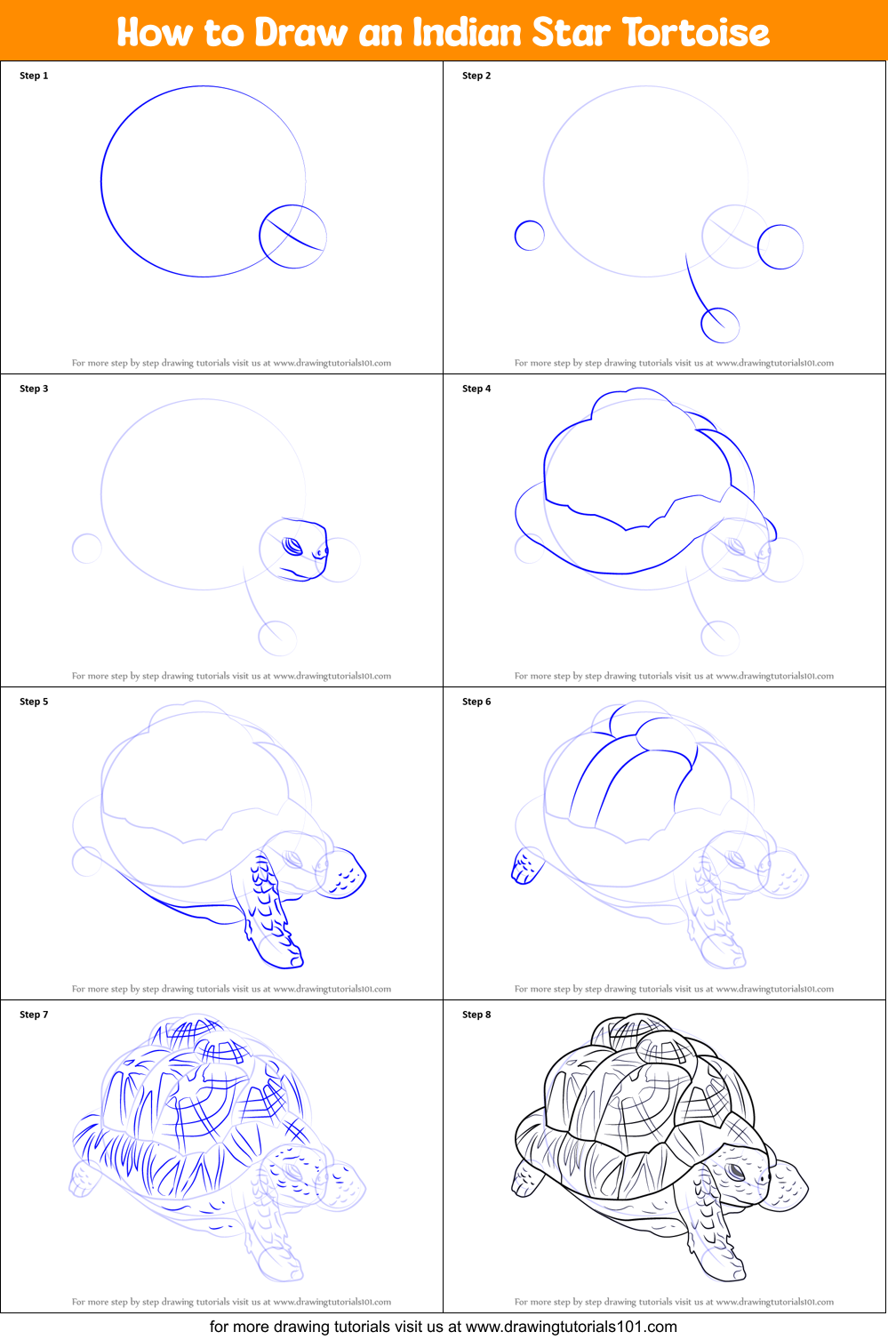 How to Draw an Indian Star Tortoise Printable Step by Step