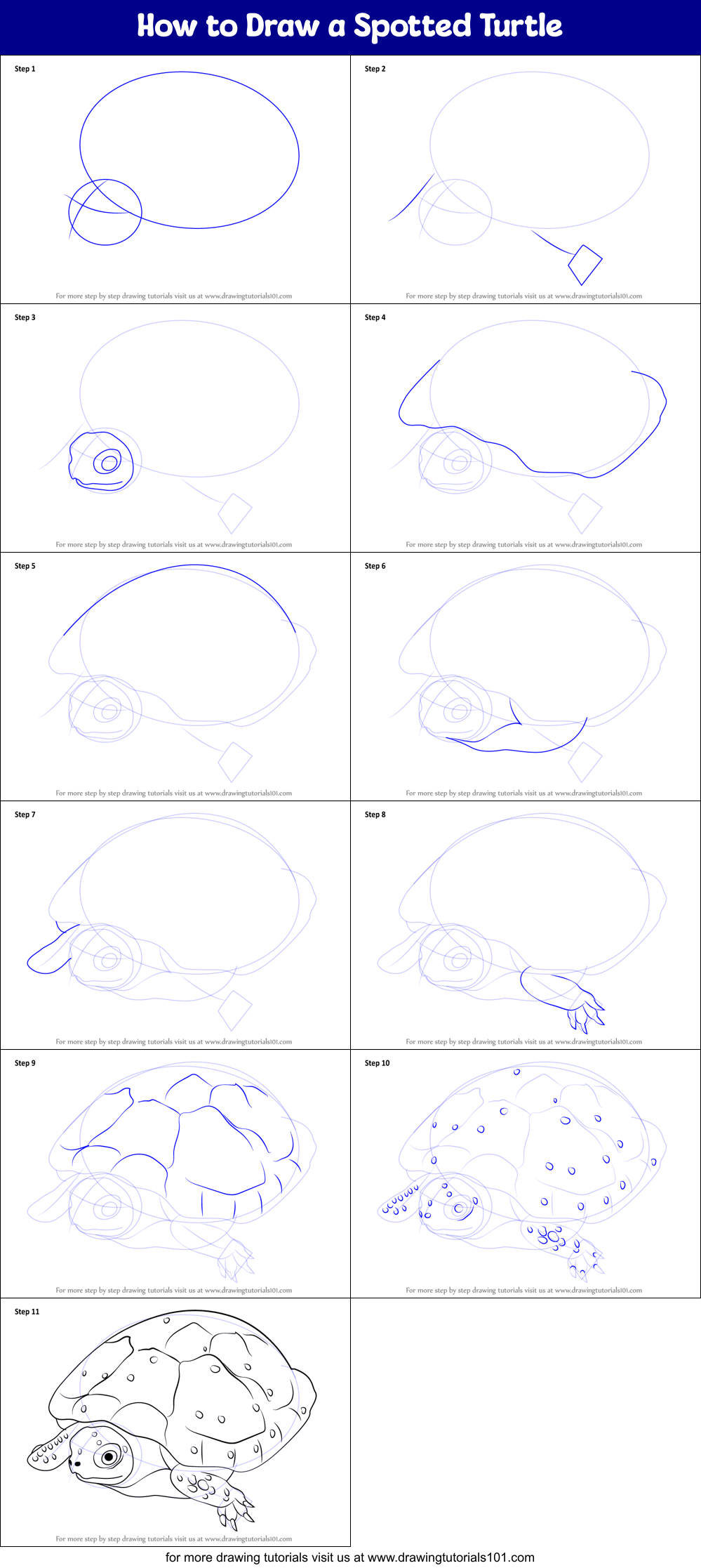 How to Draw a Spotted Turtle Printable Step by Step