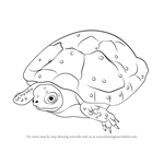 How to Draw a Spotted Turtle