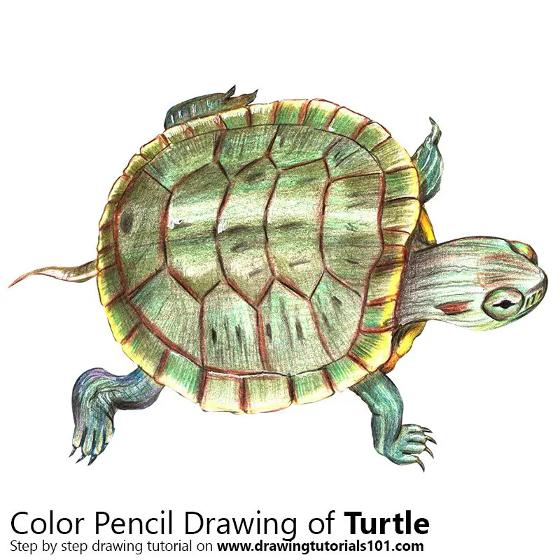 Turtle Color Pencil Drawing