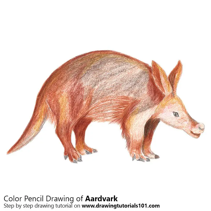 Aardvark Color Pencil Drawing