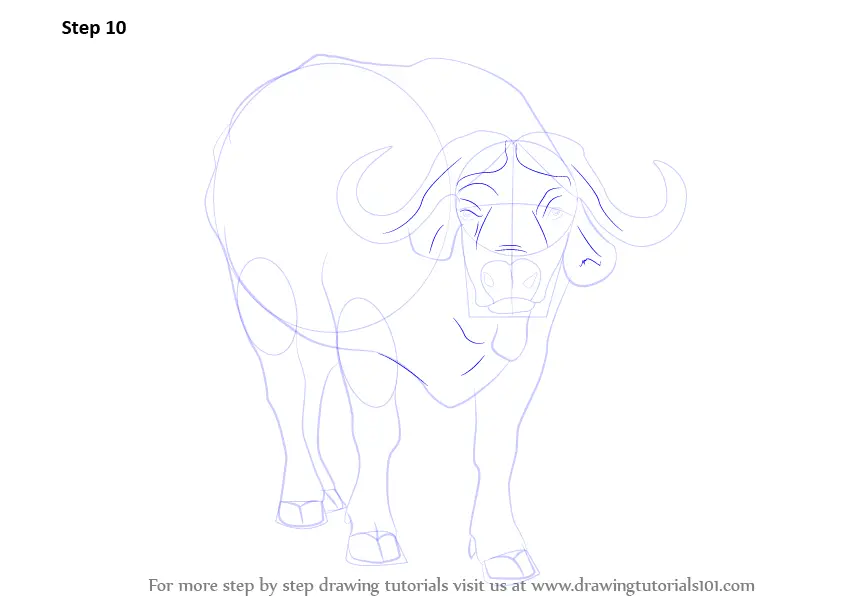 Step by Step How to Draw an African buffalo : DrawingTutorials101.com