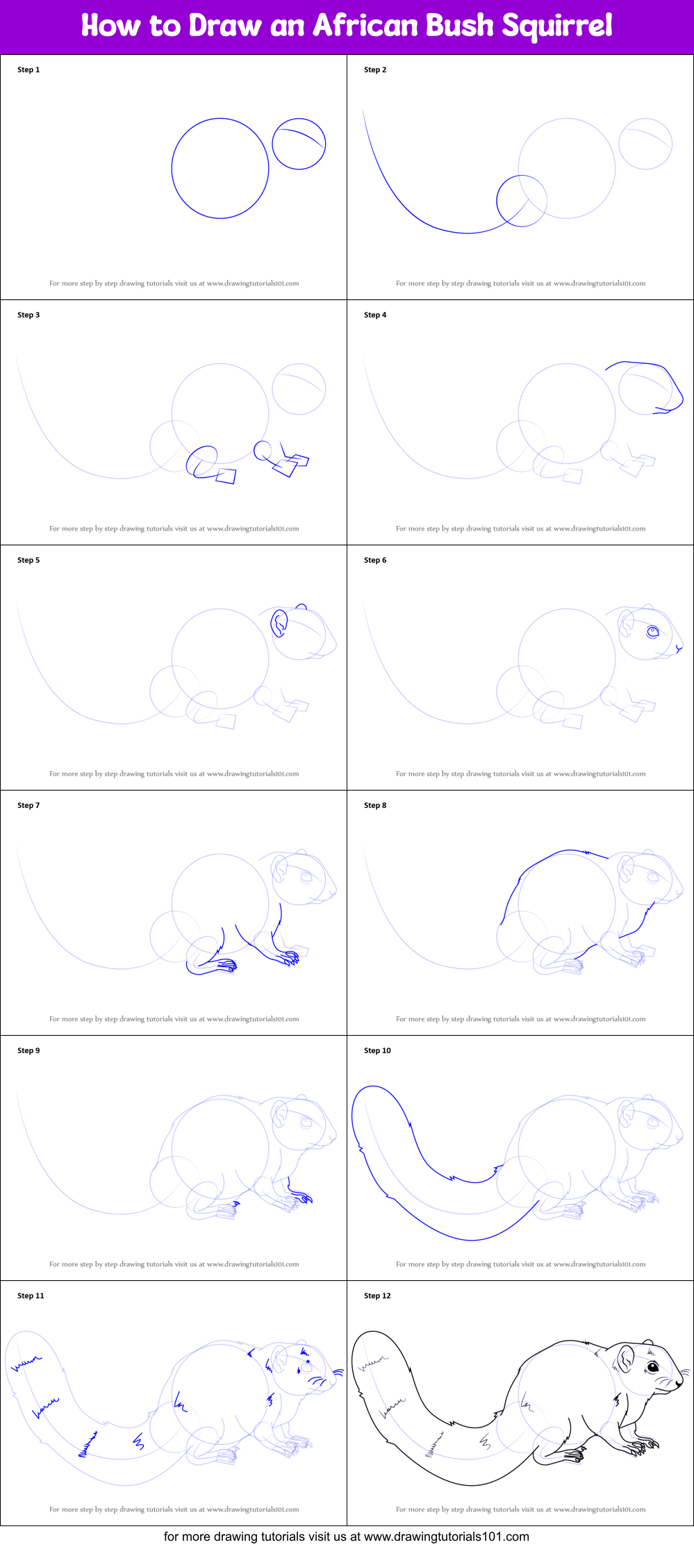 How to Draw an African Bush Squirrel Printable Step by Step
