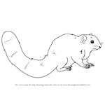 How to Draw an African Bush Squirrel