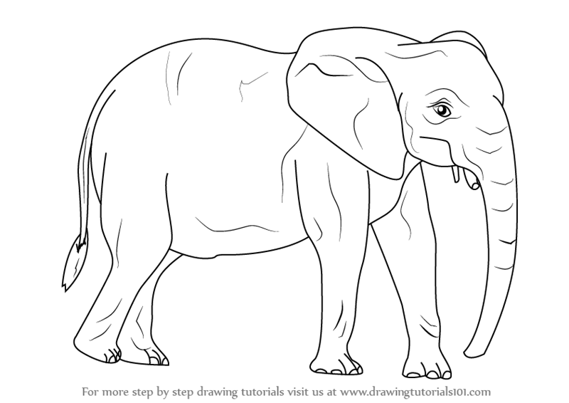 Learn How to Draw an African Elephant (Wild Animals) Step by Step