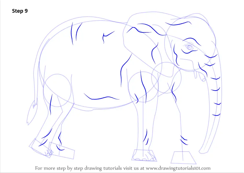 Step by Step How to Draw an African Elephant : DrawingTutorials101.com