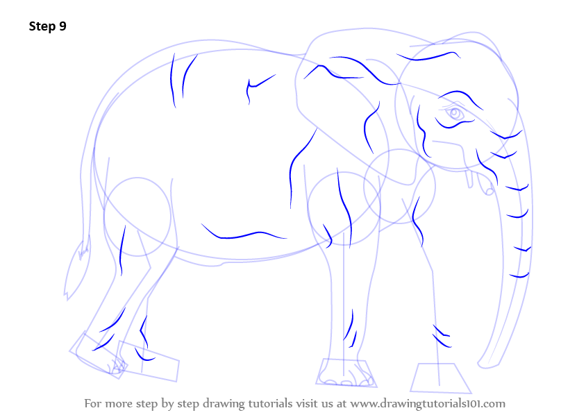 Step by Step How to Draw an African Elephant : DrawingTutorials101.com