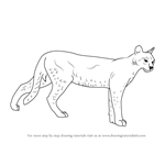How to Draw a African Golden Cat