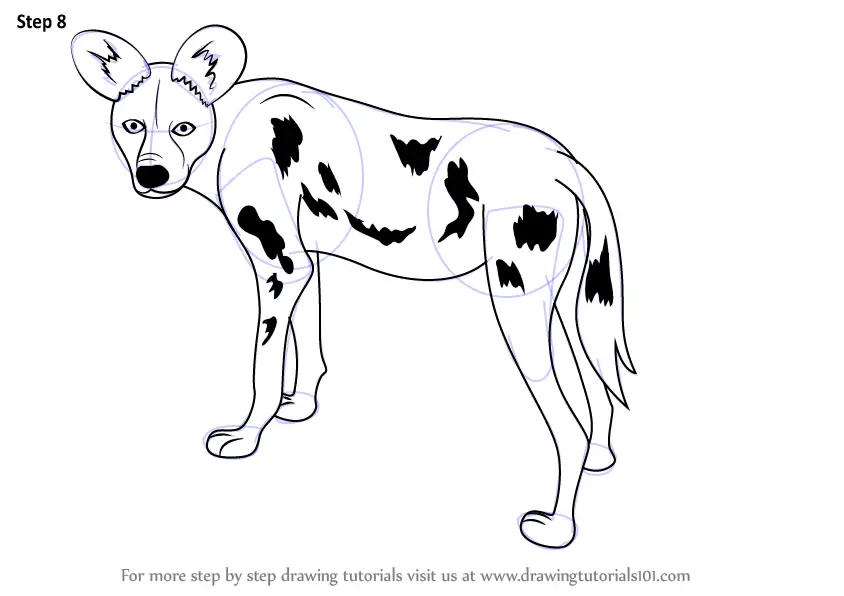 Learn How to Draw a African Wild Dog (Wild Animals) Step by Step : Drawing  Tutorials