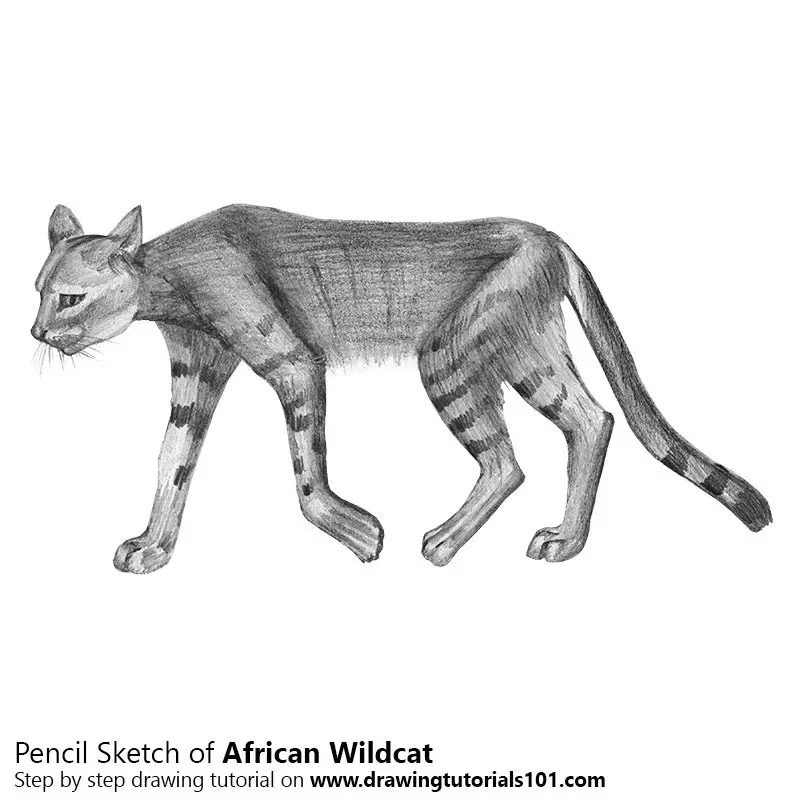 Pencil Sketch of African Wildcat - Pencil Drawing