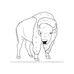 How to Draw an American Bison