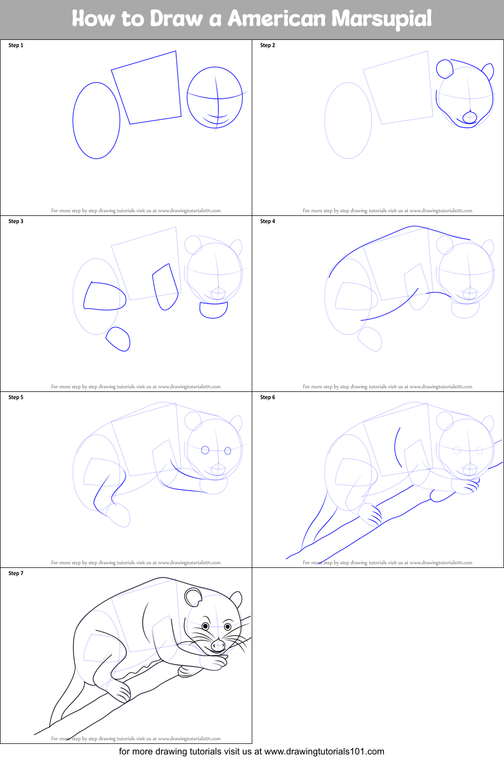 How to Draw a American Marsupial Printable Step by Step