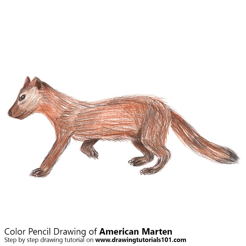 How to Draw an American Marten by Color Pencils