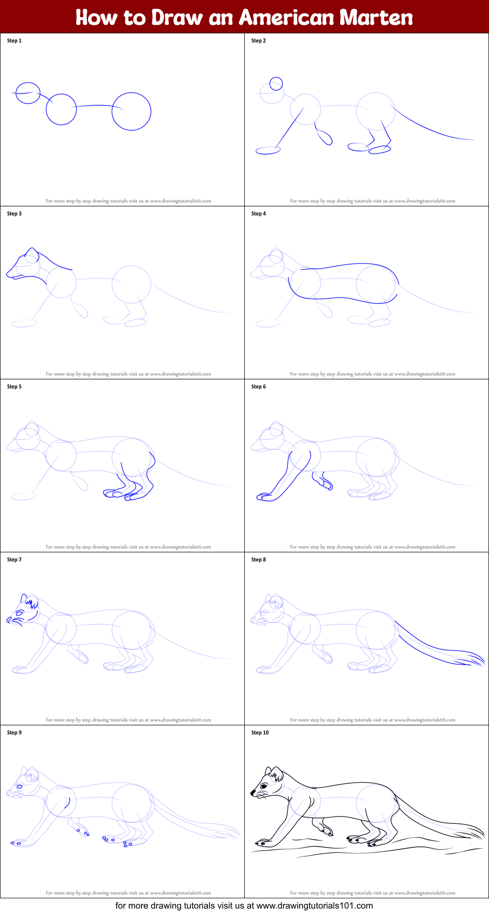 How to Draw an American Marten Printable Step by Step