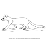How to Draw an American Marten