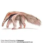 How to Draw a Anteater