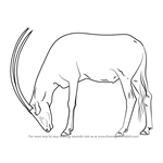 How To Draw A Arabian Oryx Wild Animals Step By Step