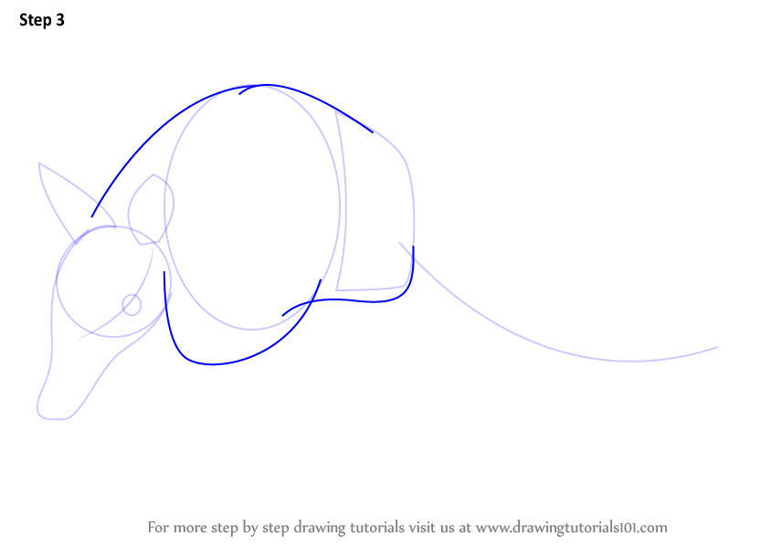 Step by Step How to Draw a Armadillo : DrawingTutorials101.com