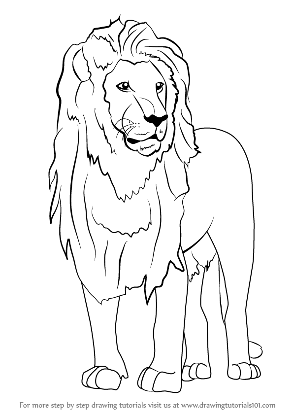 Asiatic lion Drawing by Loren Dowding - Pixels