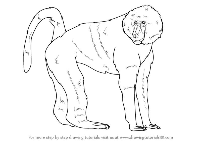 Learn How to Draw a Baboon (Wild Animals) Step by Step : Drawing Tutorials