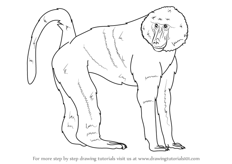 Learn How to Draw a Baboon (Wild Animals) Step by Step : Drawing Tutorials