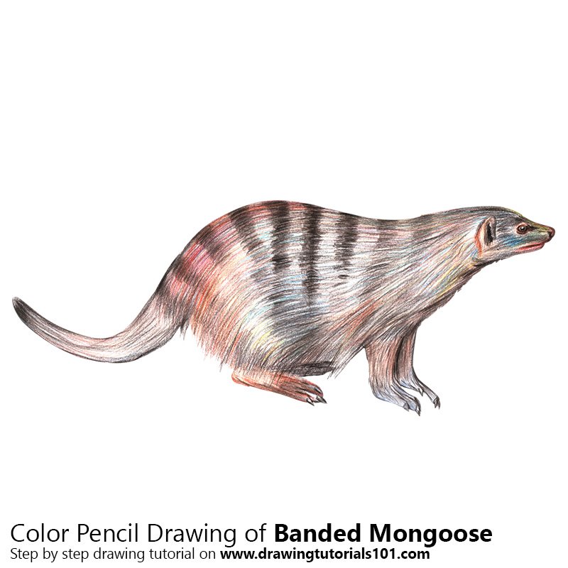 How to Draw a Banded Mongoose by Color Pencils